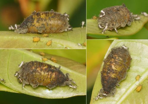 Scaeva dignota